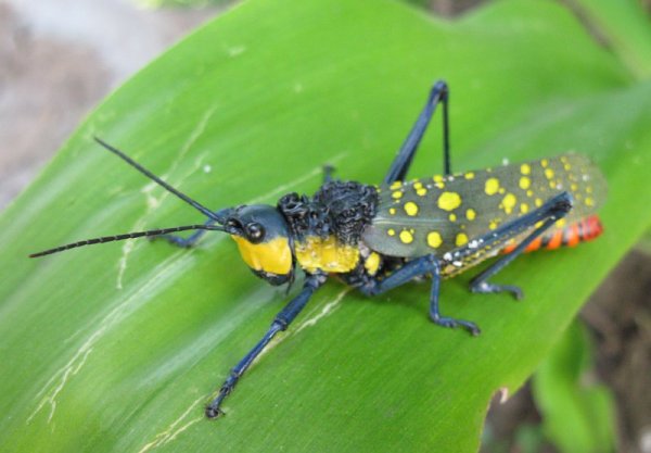 colourful locust