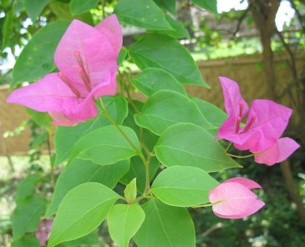 Bougainvillea