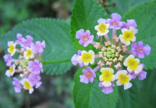 wild lantana