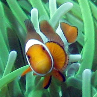 Amphiprion_ocellaris