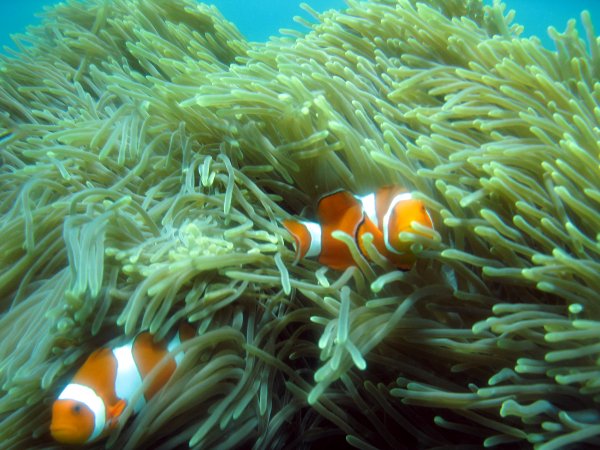 Amphiprion_ocellaris