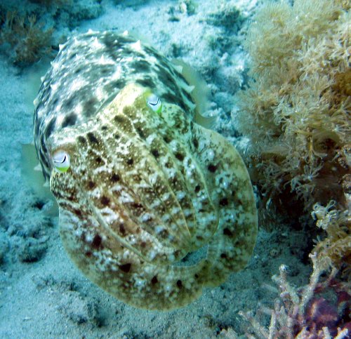 Sepia latimanus