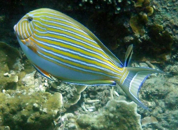 Streifendoktor, Acanthurus lineatus