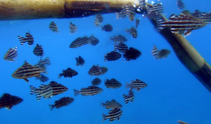 Fische an Bambusstaude