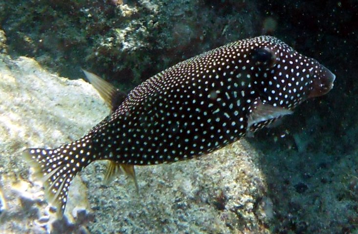 Kofferfisch