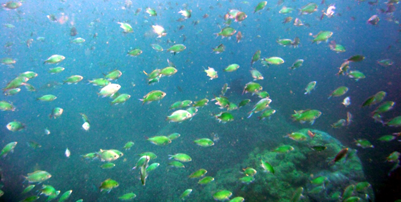 kleine Fische