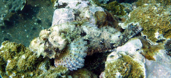 Fransen-Drachenkopf, Scorpaenopsis oxycephalus