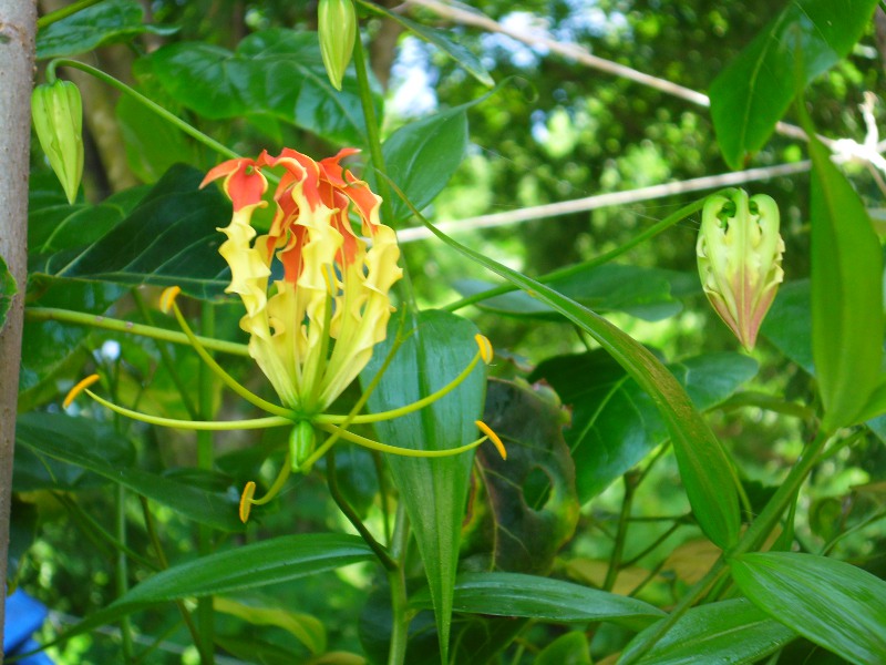 Blüte am Strand