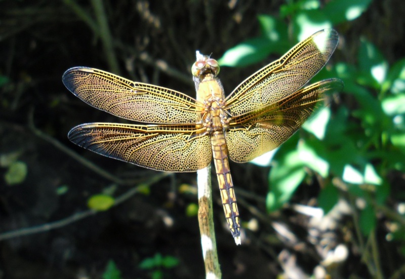 Libelle im Wald