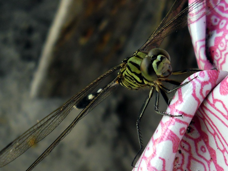 Libelle am Strand