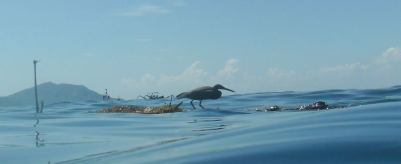 Reiher auf Treibgut