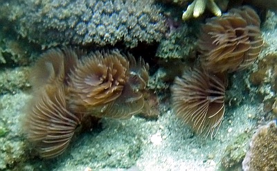 Feather Duster Worm