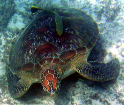 Schildkröte