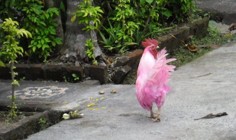 Ayam bencong