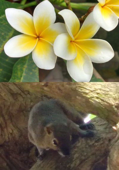 Bananenhörnchen
