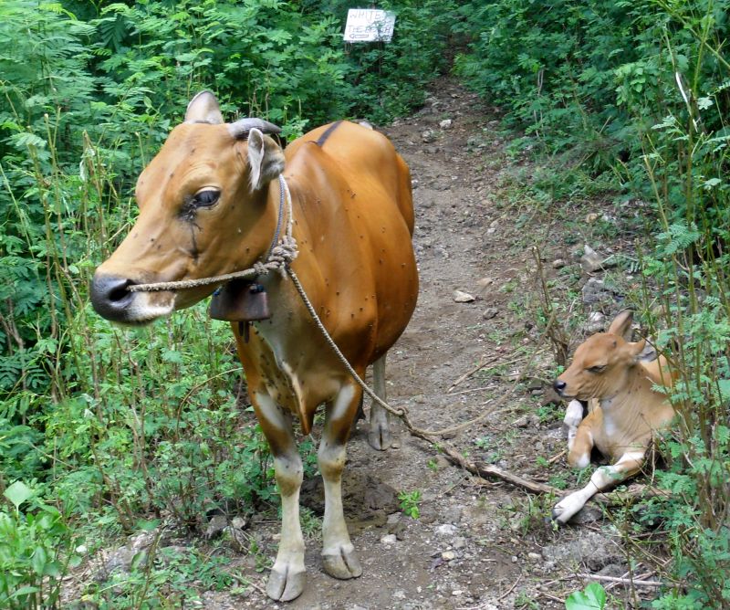 Kühe auf dem Weg