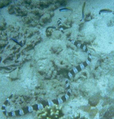 Snake Eel and Cleaner Wrasse