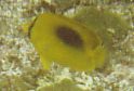 Chaetodon speculum