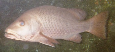 Lutjanus argentimaculatus