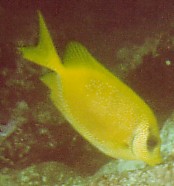 Siganus corallinus