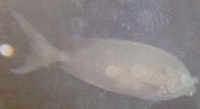 Siganus stellatus