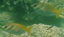 Siganus virgatus