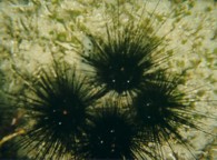 Sea Urchin