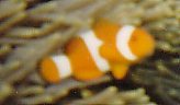 Clownfish, Amphiprion ocellaris