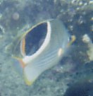 Chaetodon ephippium