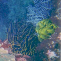 Colourful Feather Stars