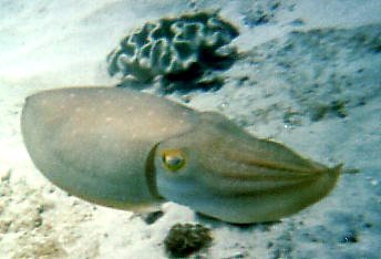 Sepia latimanus