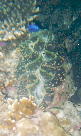 Tridacna gigas