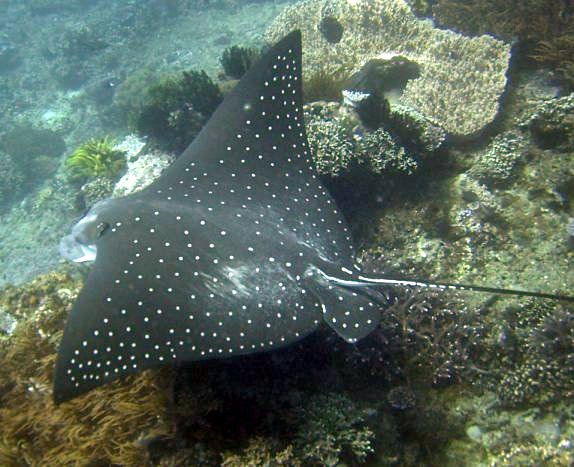 Aetobatus Narinari