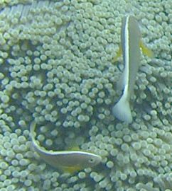 Amphiprion akallopisos