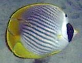 Chaetodon adiergastos