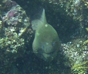 Gymnothorax javanicus