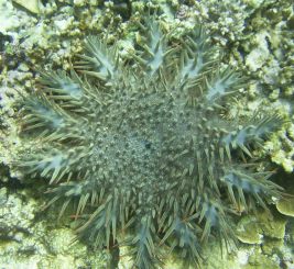 Acanthaster planci