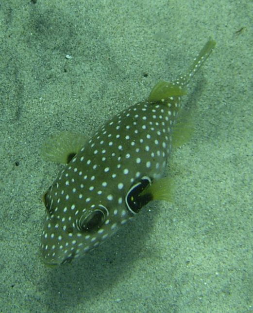 Arothron hispidus