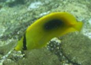 Chaetodon speculum