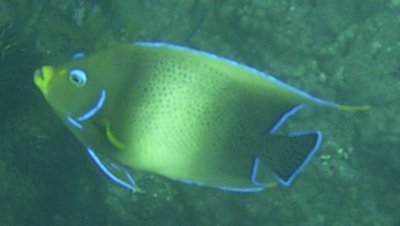 Pomacanthus semicirculatus