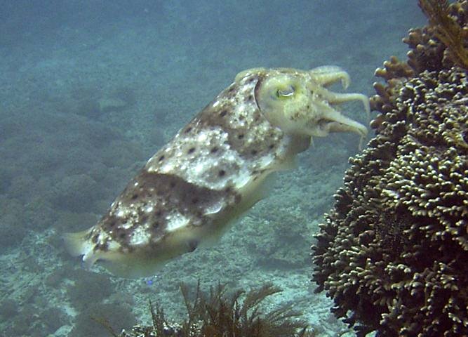 Sepia latimanus