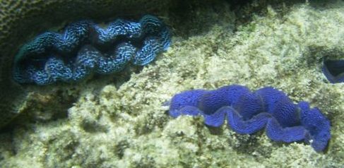 Tridacna maxima