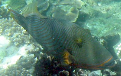 Orange-lined Triggerfish Balistapus undulatus