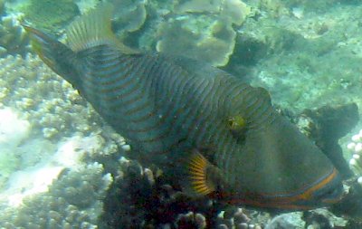 Orangestreifen-Drückerfisch Balistapus undulatus