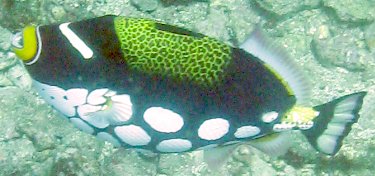 Clown Triggerfish, Balistoides conspicillum