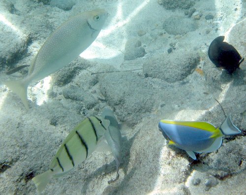 White-spotted Spinefoot, Convict Tang and Powder Blue Tang