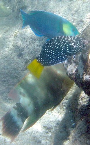 Spotted Wrasse, Anampses meleagrides