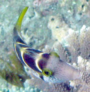 Canthigaster valentini