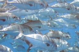 Bigeye Trevally Caranx sexfasciatus