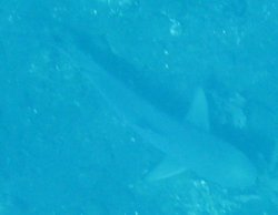 Blacktip Reef Shark Carcharhinus melanopterus
